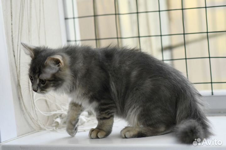 Котенок Бетти в добрые руки