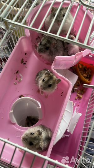 Хомячки очень добрые, прекрасный подарок ребенку