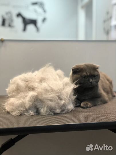 Стрижка собак, экспресс-линька собак и кошек