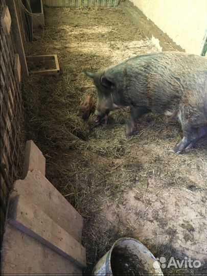 Дикие кабаны