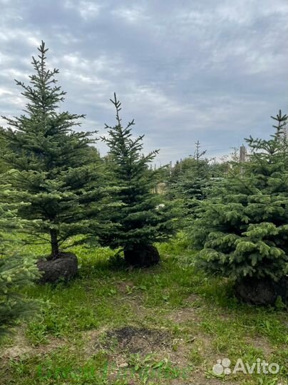 Ель голубая