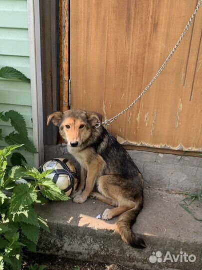 Мила, красавица и умница ищет дом