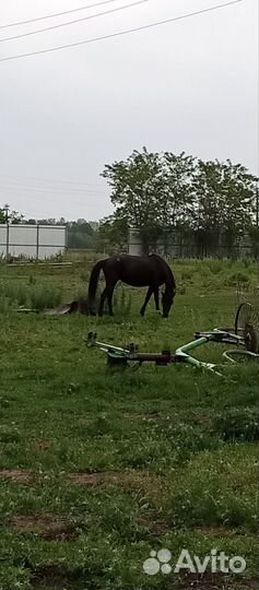 Продаю лошадей Карачаевской породы