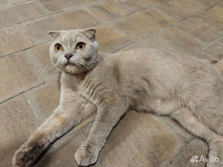 Найдена Кошка шотландская вислоухая