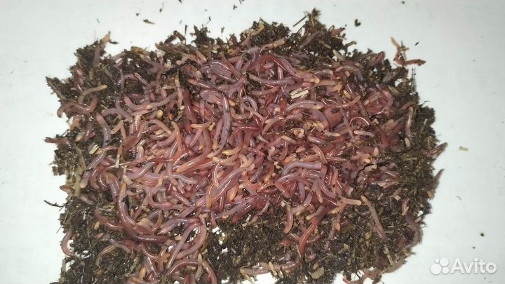 Червь Дендробена 