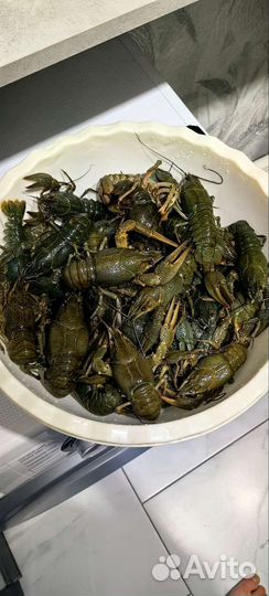 Живые раки с доставкой