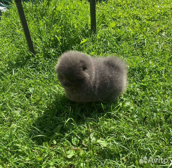 Голубой медвежонок