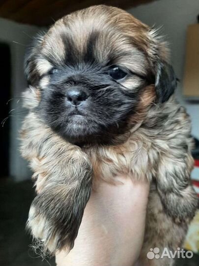 Щенки пекинеса