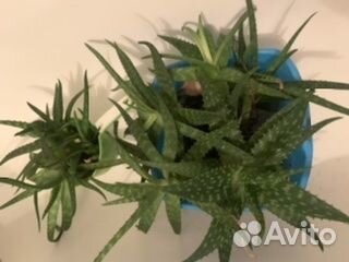 Продаю отростки Алоэ-Вера