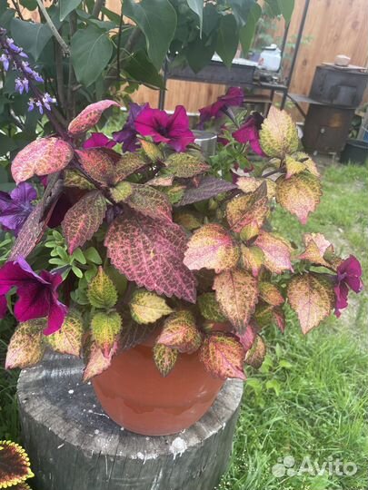 Продам цветы комнатные, цветущие кусты