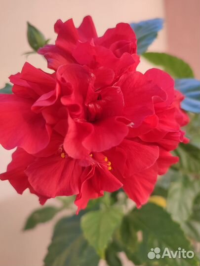 Гибискус китайская роза