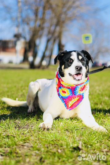 Черно-белый Оуэн