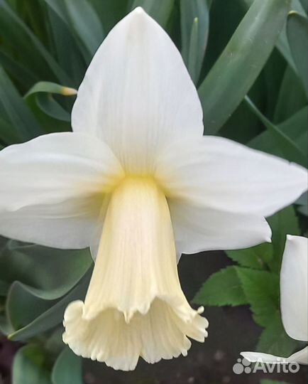 Нарциссы и более 80 многолетников