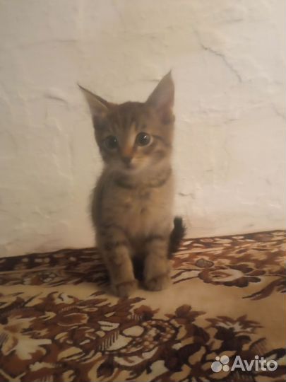 Котята в дар бесплатно