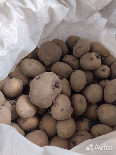 Семенной картофель ранний