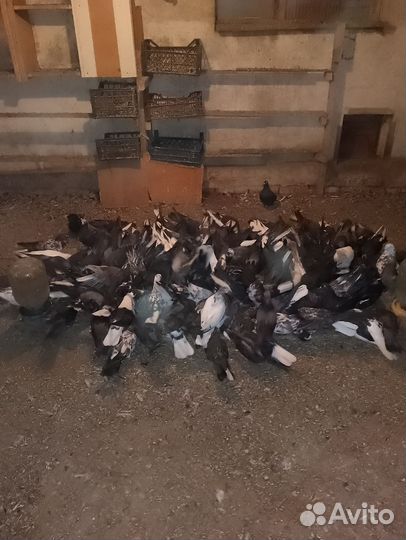 Продажа голубей