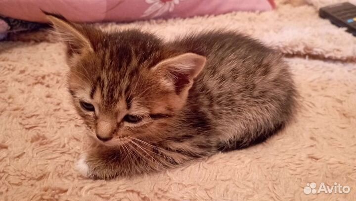 Кошка