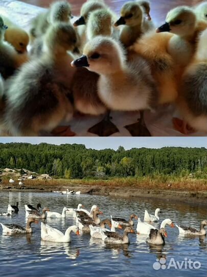 Гусята