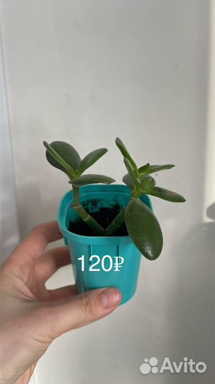 Красула/Толстянка