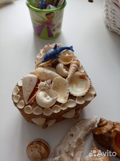 Морские ракушки раковины