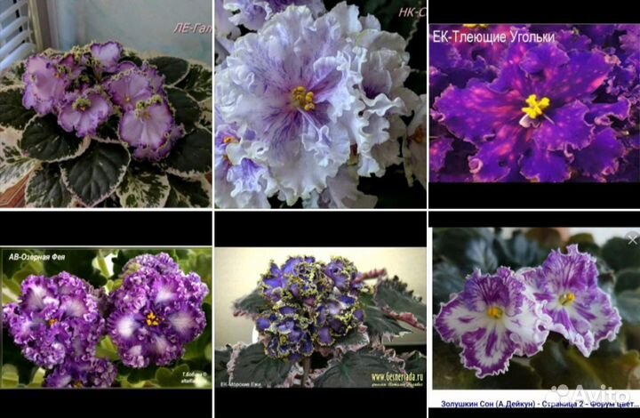 Сортовые фиалки(листики)