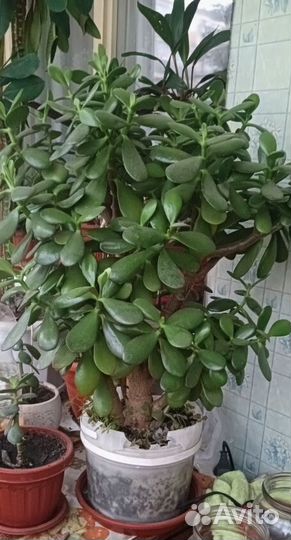 Денежное дерево (крассула)