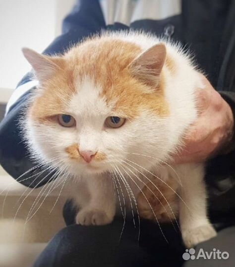 Кот Дон Батон, 3 года