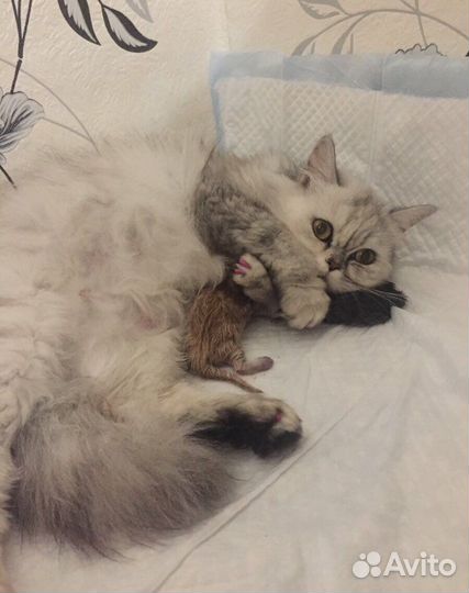 Персидские котята