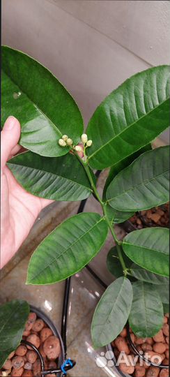 Лимон плодоносящий