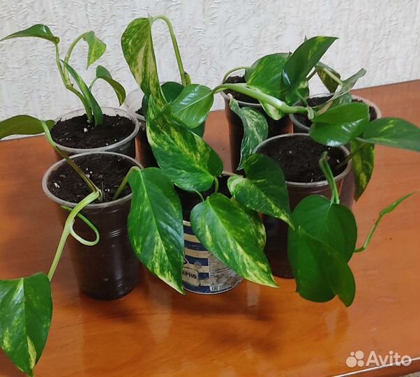 Сциндапсус Золотой или эпипремнум