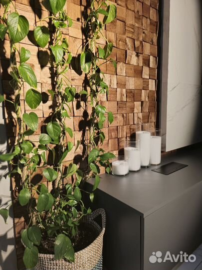 Эпипремнум