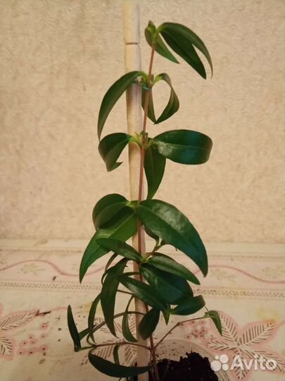 Мята домашняя, миртовое дерево