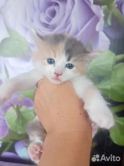 Котенок девочка бесплатно