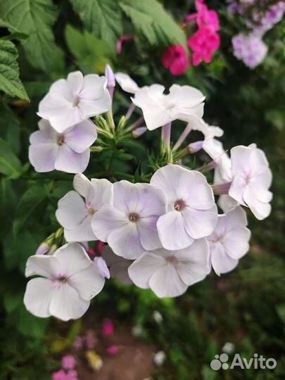 Флоксы многолетние