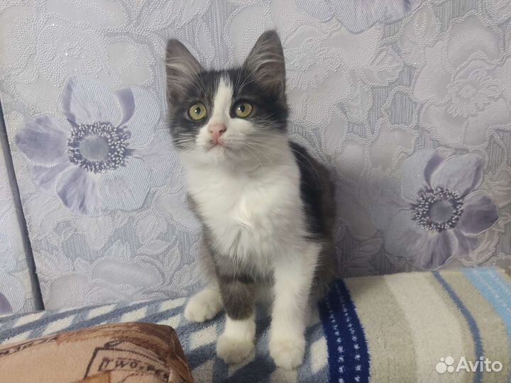 2 красивые кошечки ищут хозяев