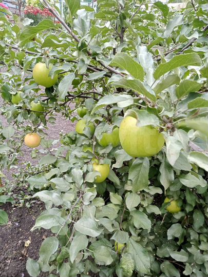 Дача 15 м² на участке 10 сот.