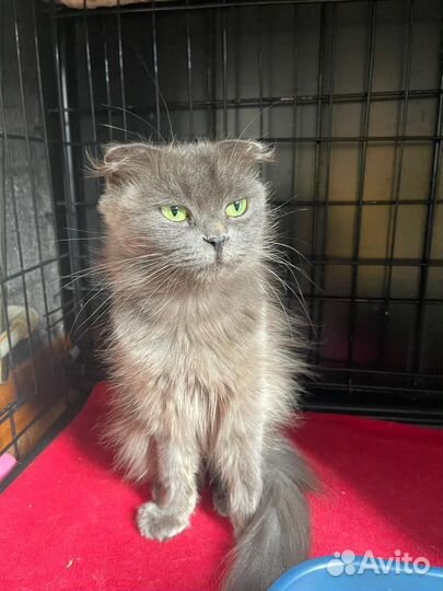 Кошка в дар бесплатно