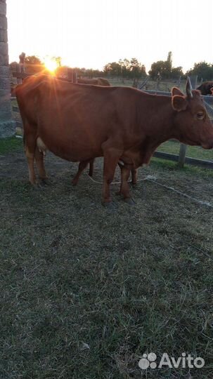 Корова дойная с теленком