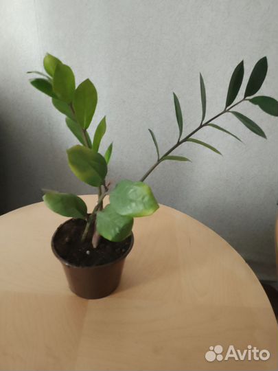 Замиокулькас фикус и др