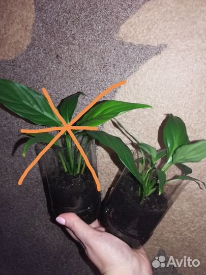 Комнатные цветы