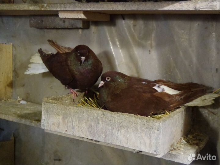 Домашние голуби. Николаевские, машистые