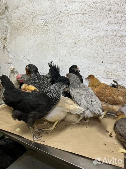 Куры несушки молодые