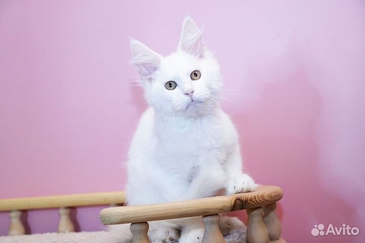 Мейн-кун котик белый солид