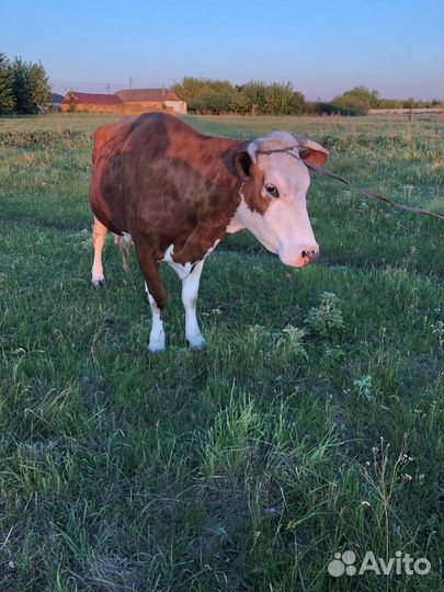 Корова дойная