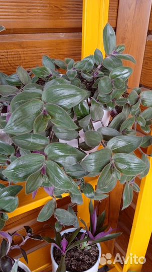 Традесканция baby bunny bellies