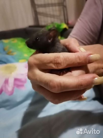 Крыса Дамбо