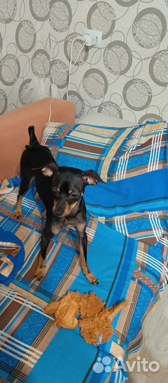 Той терьер вязка