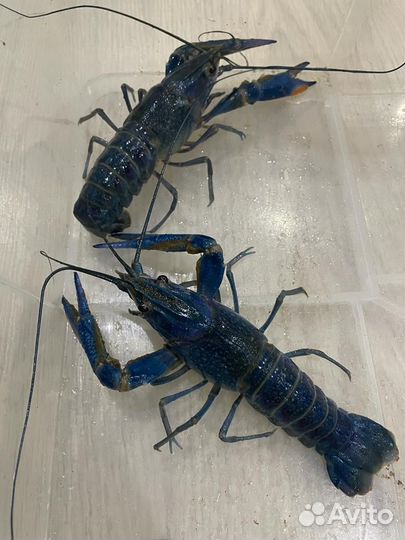 Австралийский красноклешневый рак