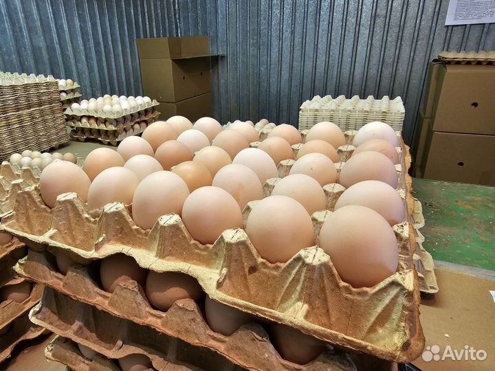 Инкубационное яйцо Смена 9