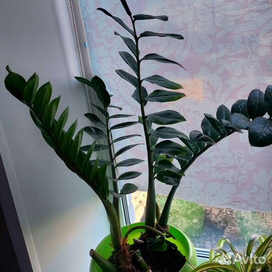 Замиокулькас